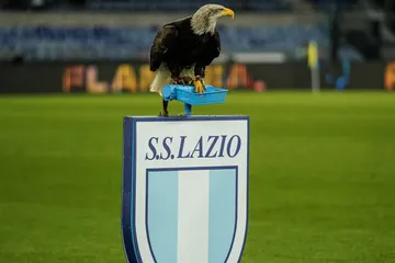 法比奥双响助力国安，2-0击败河南进军足协杯决赛！